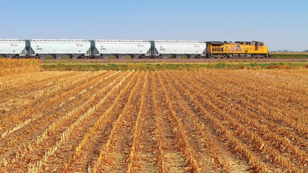 A Union Pacific locomotive pulls covered hopper cars beside a harvested agricultural field.