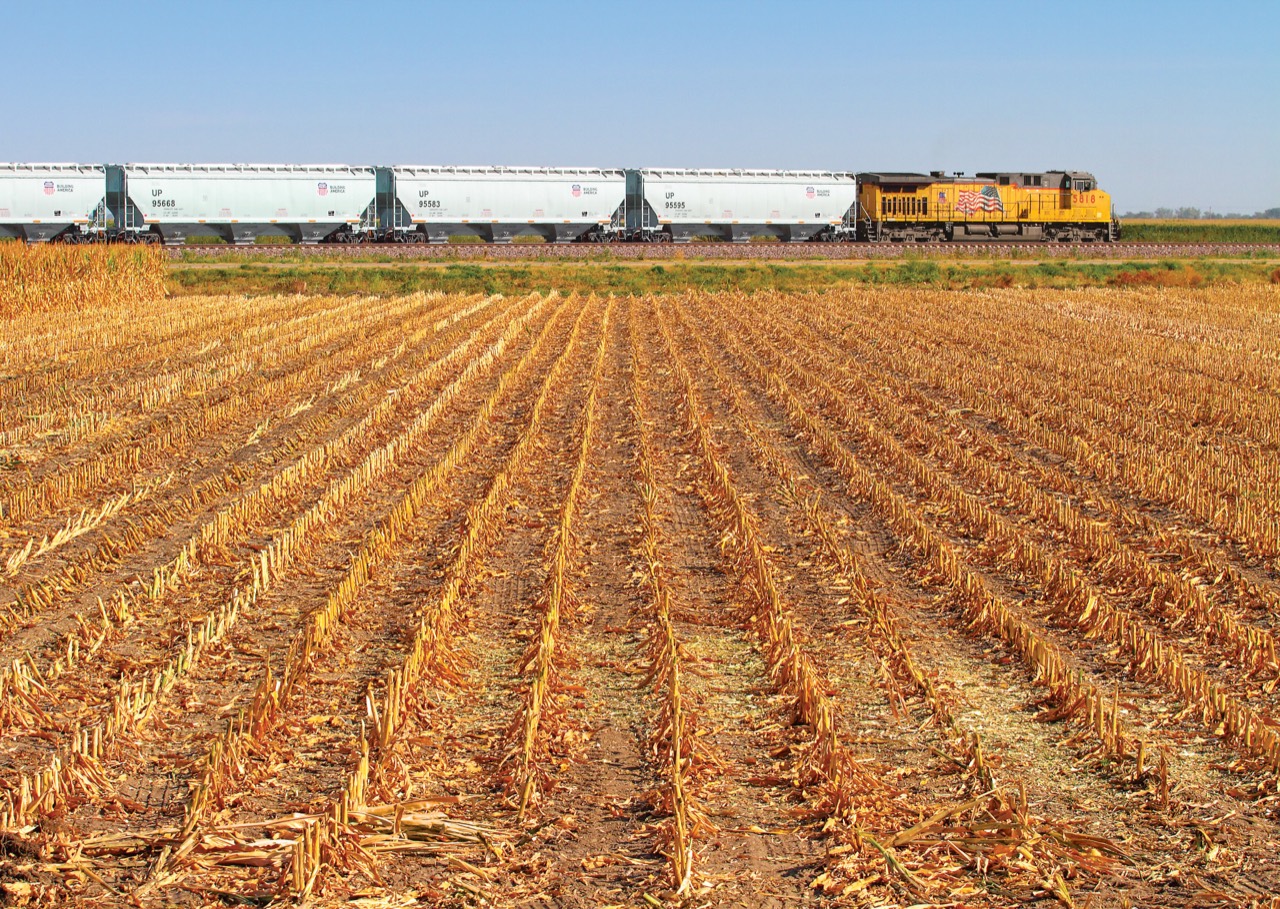 A Union Pacific locomotive pulls covered hopper cars beside a harvested agricultural field.